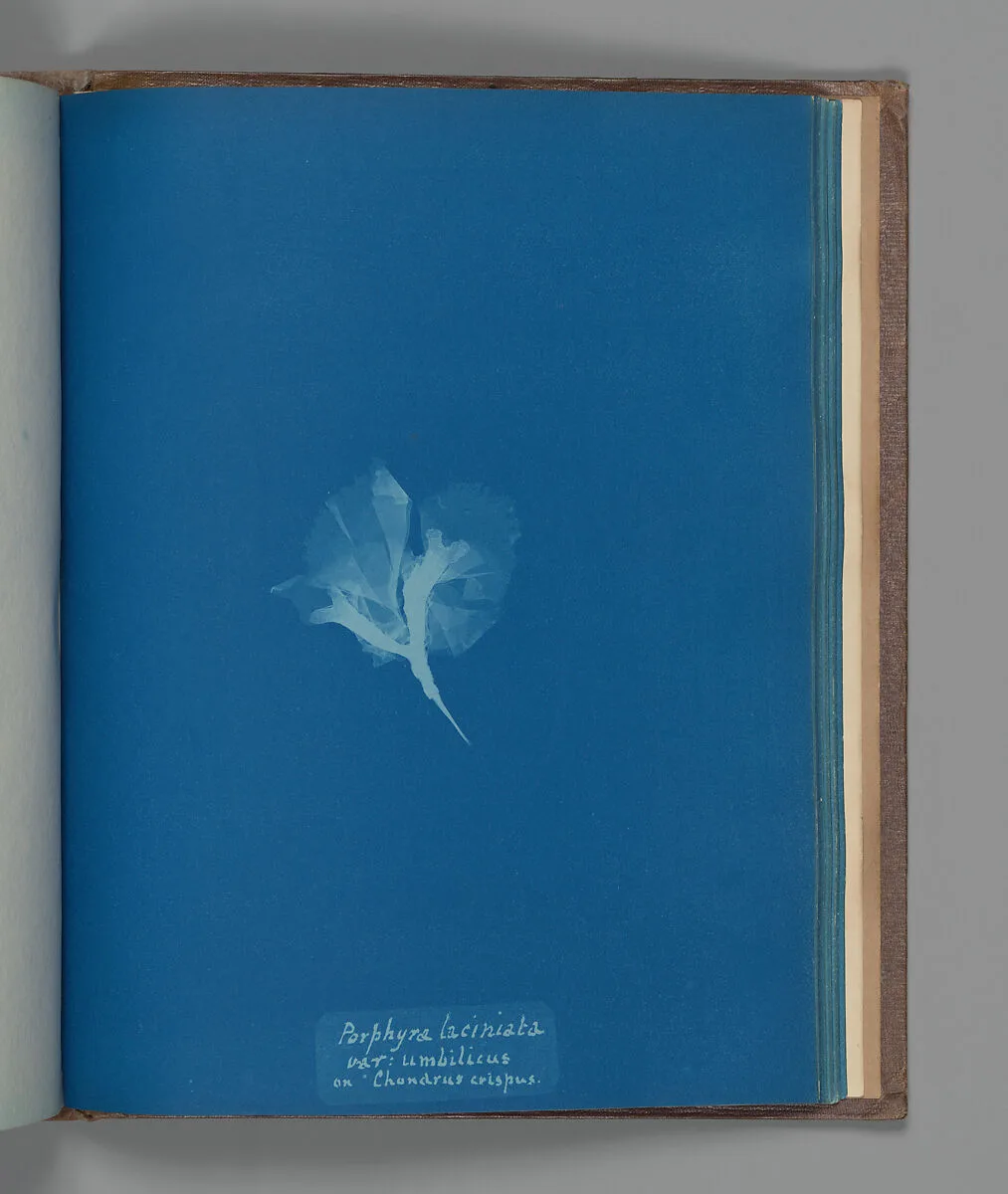 Porphyra laciniata, var: umbilicus on "Chondrus crispus" — Anna Atkins
