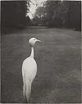 Evening in Kew Gardens — Bill Brandt