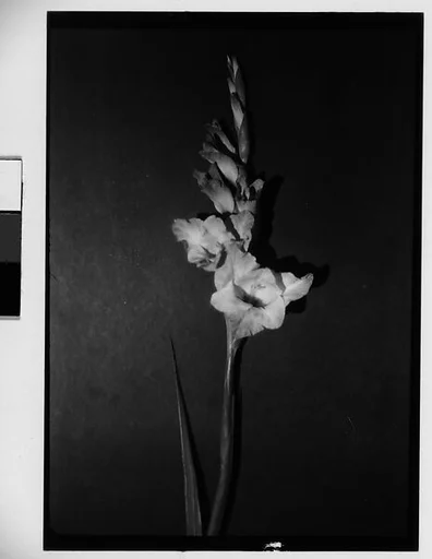 [Gladiola in Front of Backdrop, Darien, Connecticut]