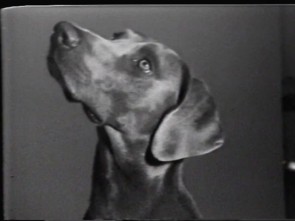 Man Ray, Do You Want To... — William Wegman