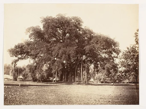 [Banian Tree in Commissioner Grote's Garden, Alipoor, Calcutta]