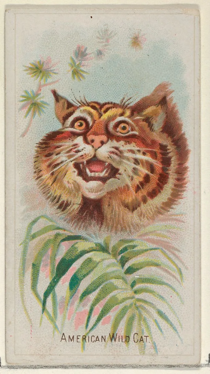 American Wild Cat, from the Wild Animals of the World series (N25) for Allen & Ginter Cigarettes — George S. Harris & Sons|Allen & Ginter