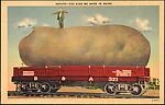 Potato–The Kind We Raise in Maine
