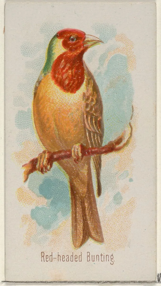 Red-headed Bunting, from the Song Birds of the World series (N23) for Allen & Ginter Cigarettes — George S. Harris & Sons|Allen & Ginter