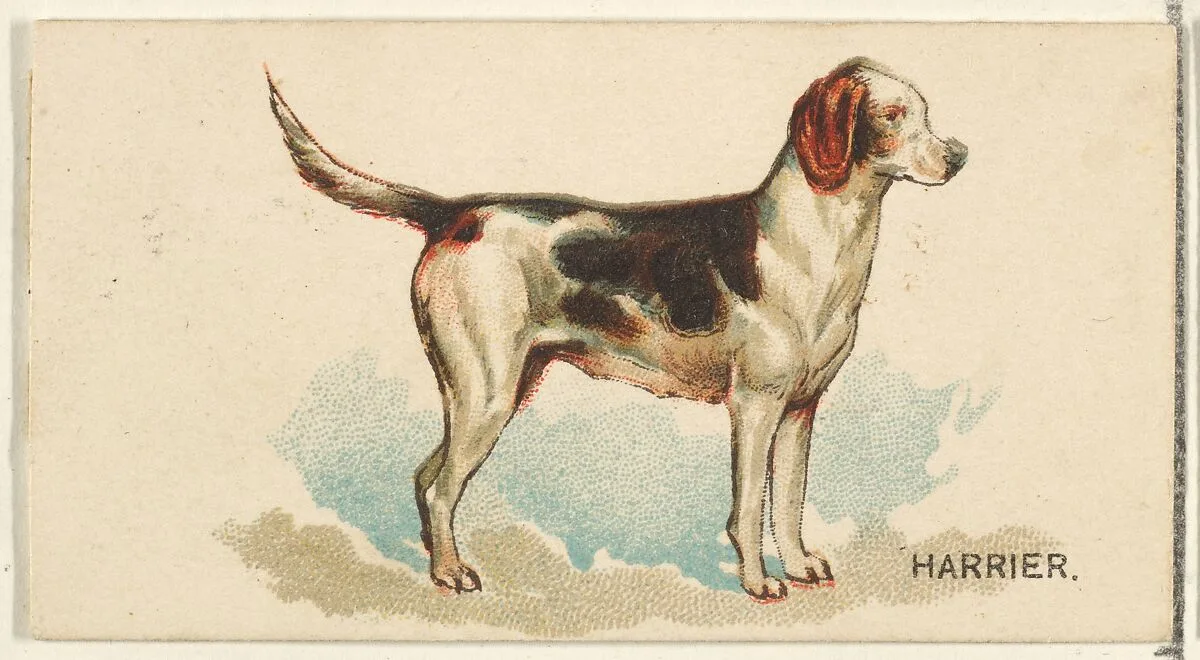 Harrier, from the Dogs of the World series for Old Judge Cigarettes — Goodwin & Company