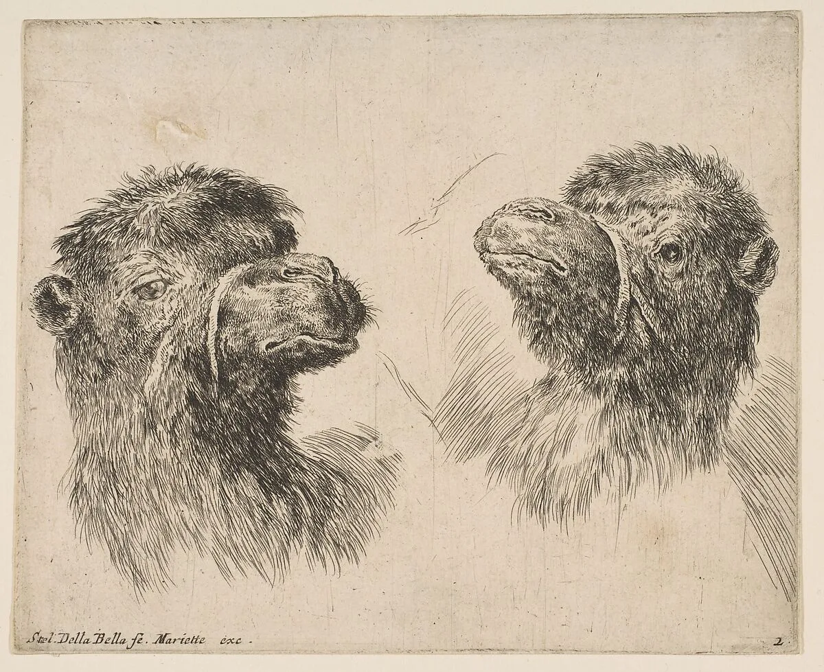 Two Camel Heads — Stefano della Bella|Pierre Mariette