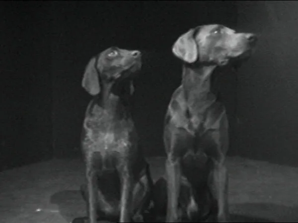 Dog Duet — William Wegman
