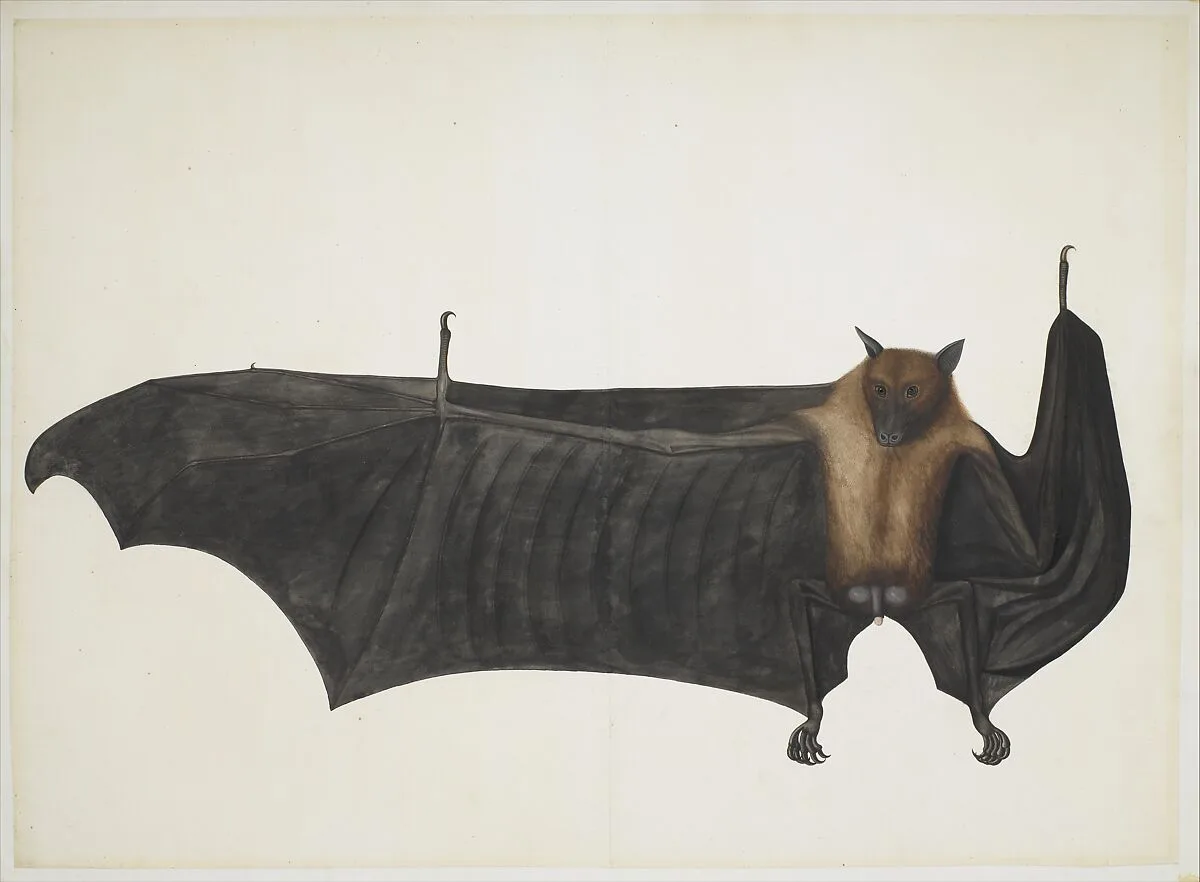 Great Indian Fruit Bat — Bhawani Das