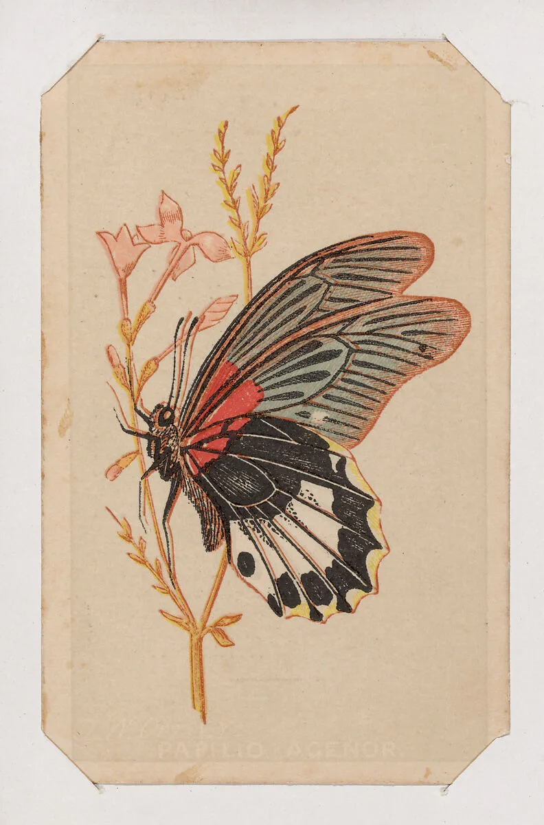 Butterfly card from the Butterflies and Moths of America series — Louis Prang & Co.