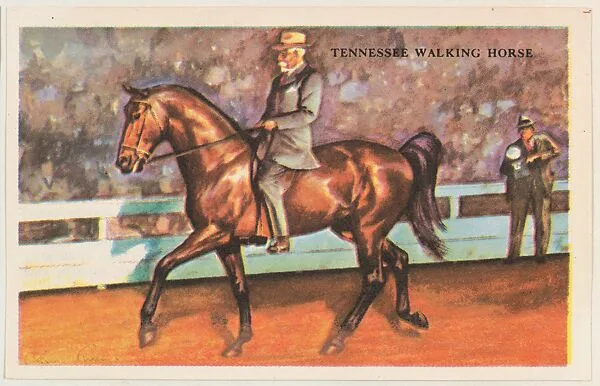 Tennessee Walking Horse, bakery card from the Horses series (D39-5), issued by the Gordon Bread Company — Gordon Bread Company