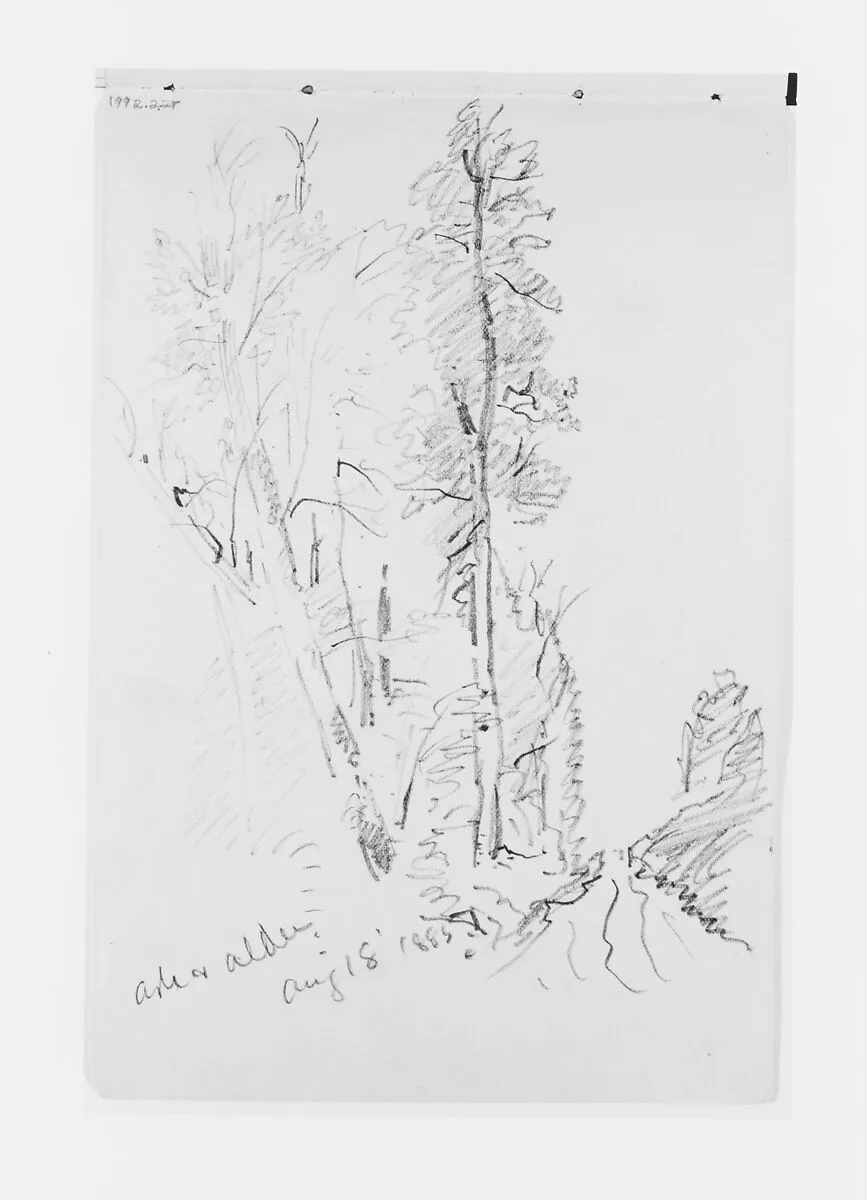 Ash and Alder Aug 18 1885 (from Sketchbook X) — William Trost Richards