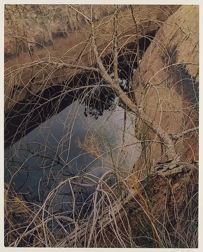 Dead Tree and Pool, Waterpocket Fold, Glen Canyon, Utah