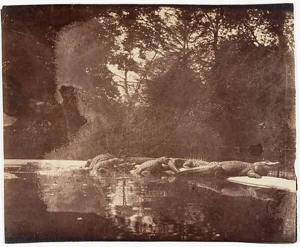 Jardin des Plantes — Eugène Atget