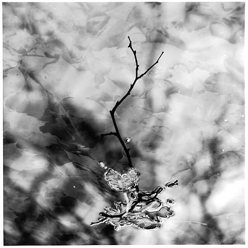 [Twig and Leaves in Water]