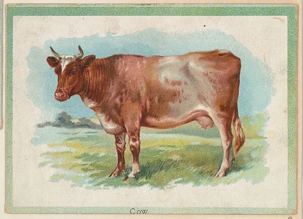 Cow, collector card from the Birds and Animals series (D15), issued by the Schulze Baking Company — Schulze Baking Company