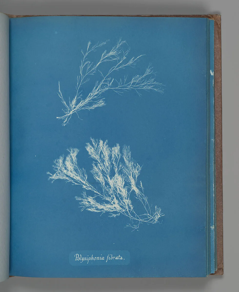 Polysiphonia fibrata — Anna Atkins