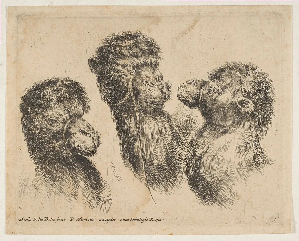 Three Camel Heads — Stefano della Bella|Pierre Mariette