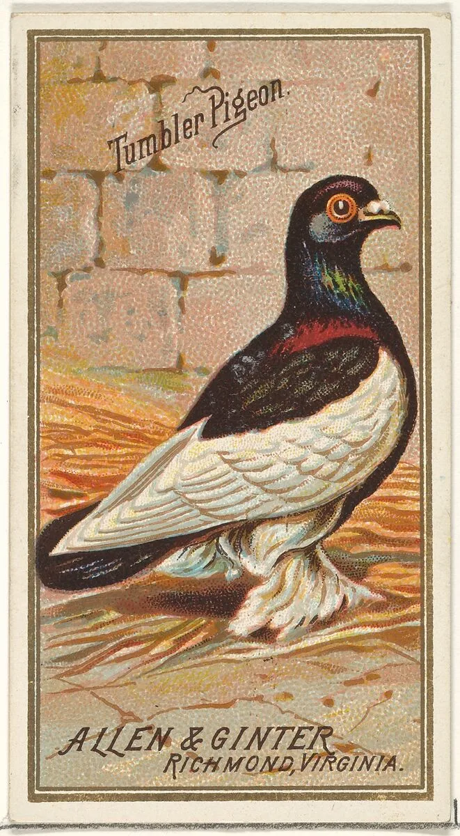 Tumbler Pigeon, from the Birds of America series (N4) for Allen & Ginter Cigarettes Brands — Allen & Ginter