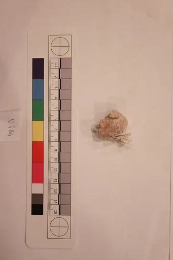 Stucco Fragment