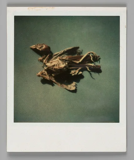 [Bird Skeleton]