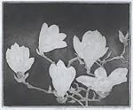 Magnolia I — Charles Donker
