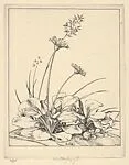 Daisies — Robert Sargent Austin