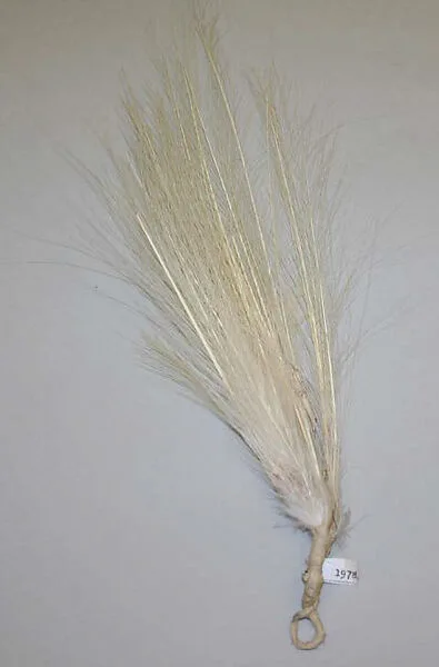 Aigrette — Unknown