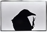 Ravens, Erimo Cape, Japan — Masahisa Fukase