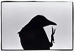 Ravens, Erimo Cape, Japan