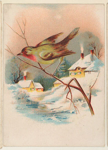 Bird perched on a branch, bakery card from the Picture Cards series (D63), issued by the Manhattan Biscuit Company — Manhattan Biscuit Company