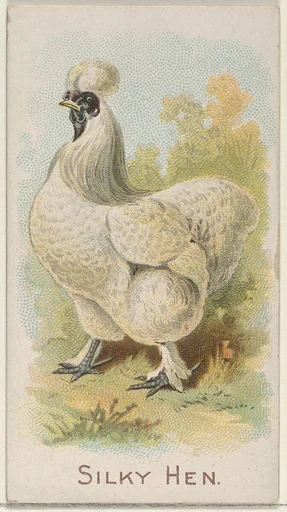 Silky Hen, from the Prize and Game Chickens series (N20) for Allen & Ginter Cigarettes
