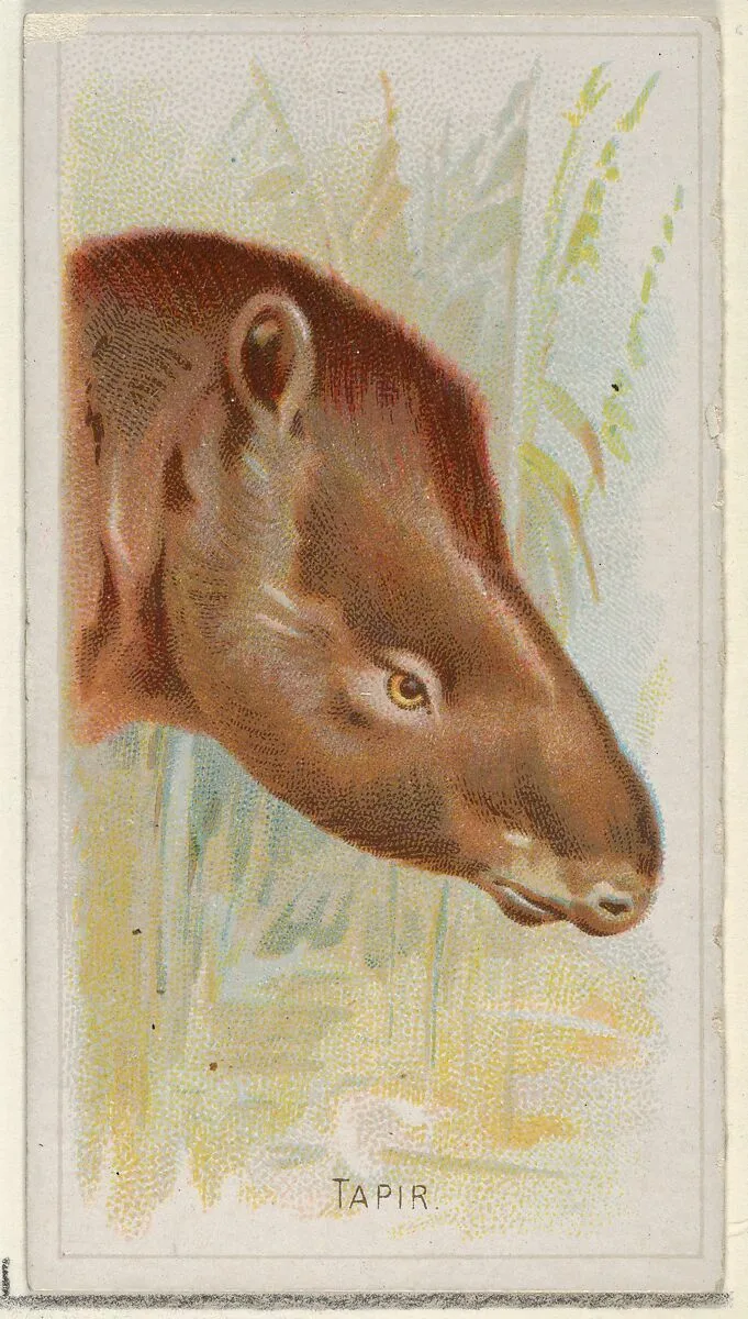 Tapir, from the Wild Animals of the World series (N25) for Allen & Ginter Cigarettes — Allen & Ginter|George S. Harris & Sons