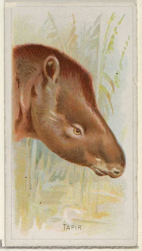 Tapir, from the Wild Animals of the World series (N25) for Allen & Ginter Cigarettes