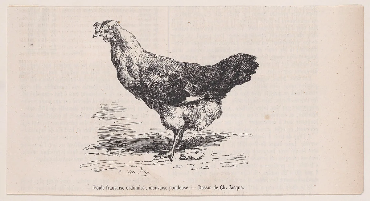 Poule française ordinaire; mauvaise pondeuse.; from Magasin Pittoresque — Charles Jacque