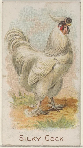 Silky Cock, from the Prize and Game Chickens series (N20) for Allen & Ginter Cigarettes