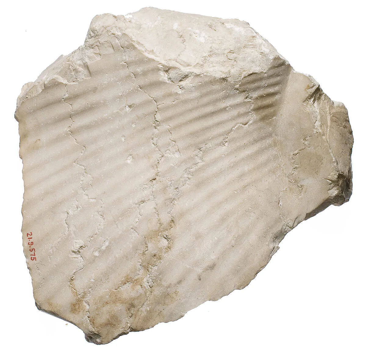 Back of Nefertiti / female — Unknown