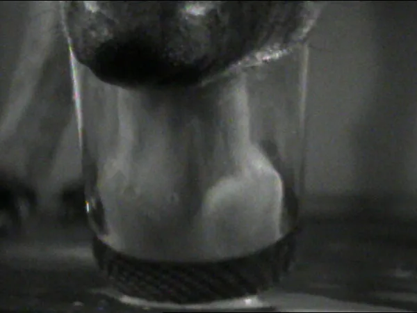Drinking Milk — William Wegman
