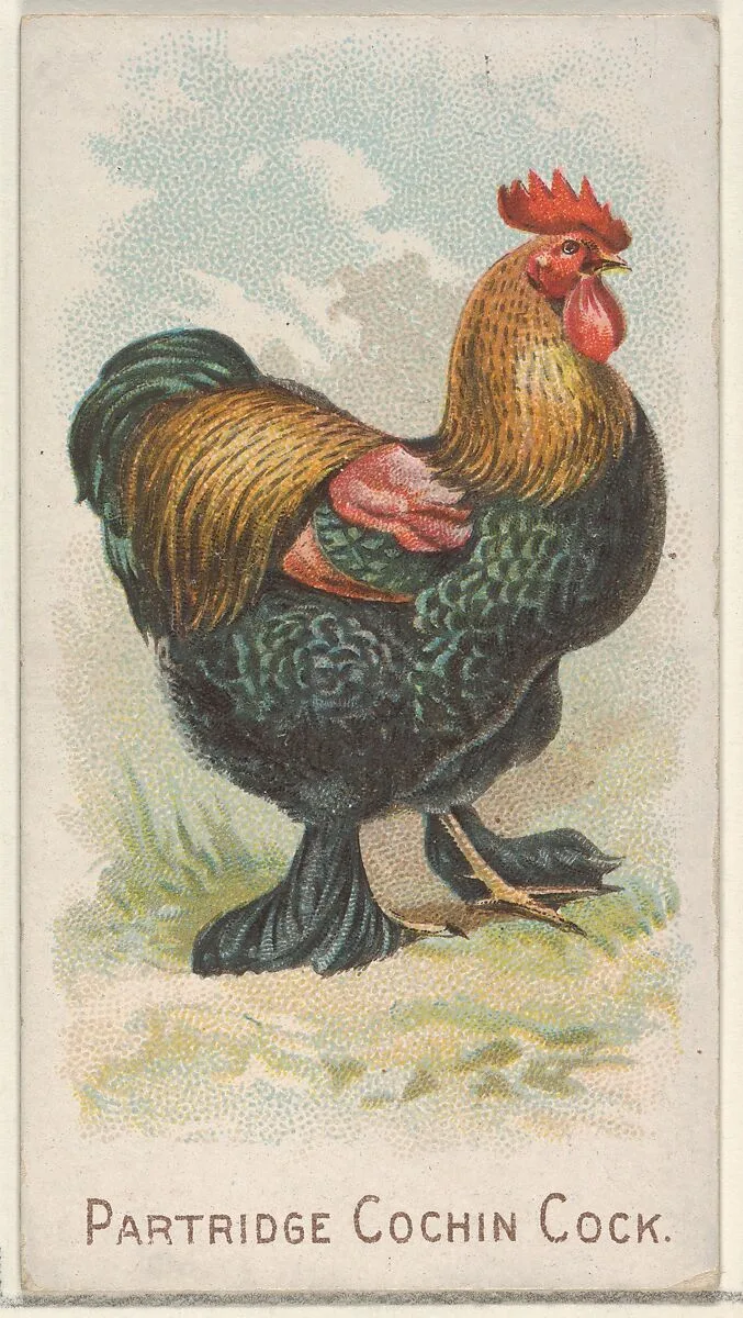 Partridge Cochin Cock, from the Prize and Game Chickens series (N20) for Allen & Ginter Cigarettes — Allen & Ginter|The Gast Lithograph & Engraving Company