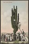 Giant Cactus, Arizona — Unknown