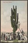 Giant Cactus, Arizona