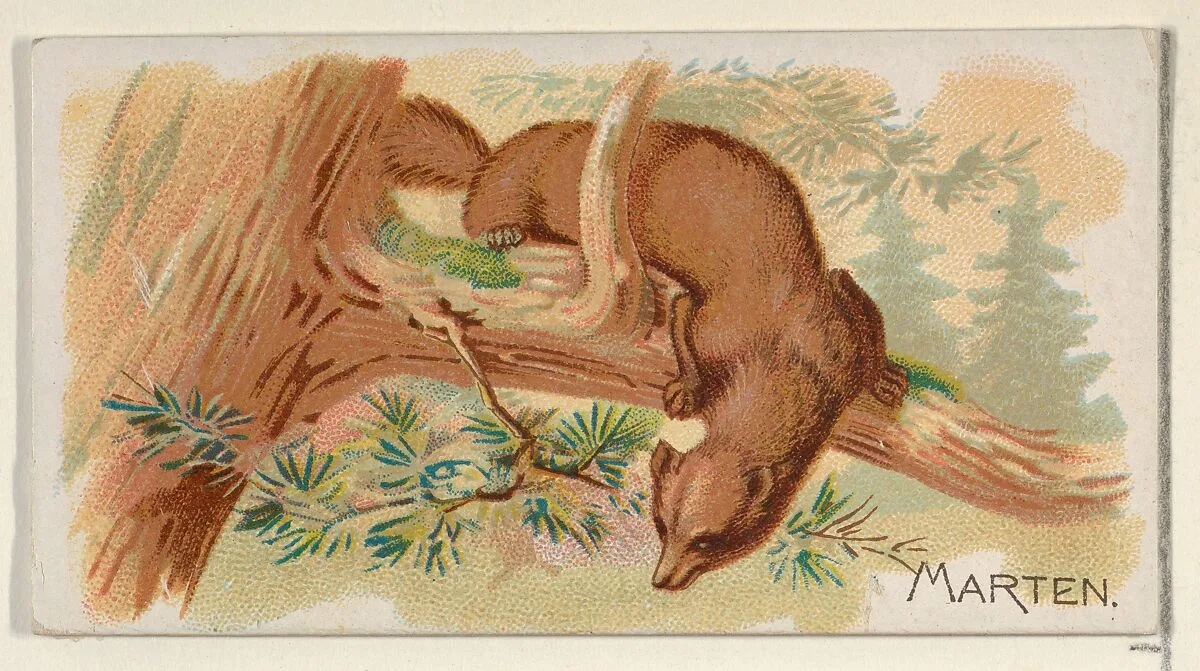 Marten, from the Quadrupeds series (N21) for Allen & Ginter Cigarettes — Allen & Ginter|Lindner, Eddy & Claus