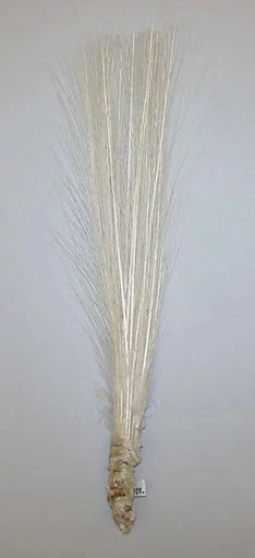 Aigrette