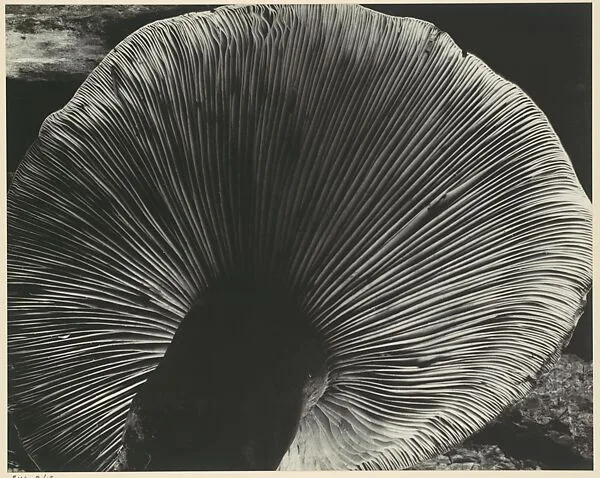 Toadstool — Edward Weston