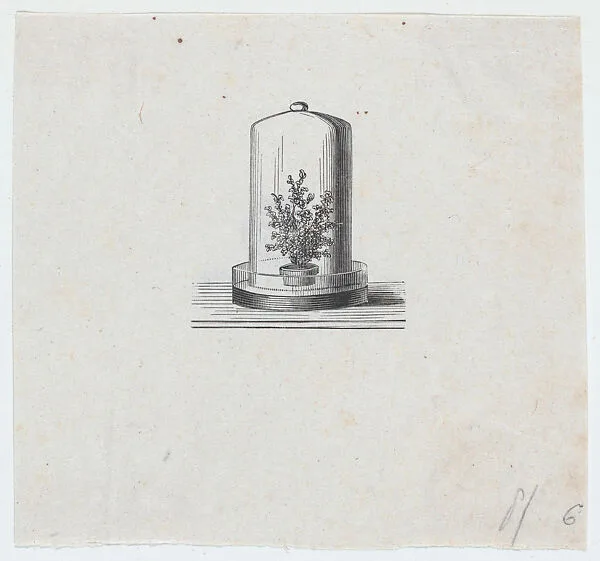 Plant within a terrarium — Félix Leblanc