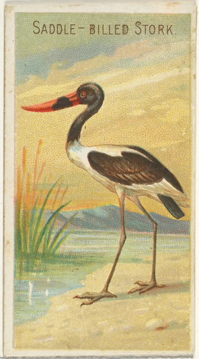 Saddle-Billed Stork, from the Birds of the Tropics series (N5) for Allen & Ginter Cigarettes Brands — Allen & Ginter|George S. Harris & Sons