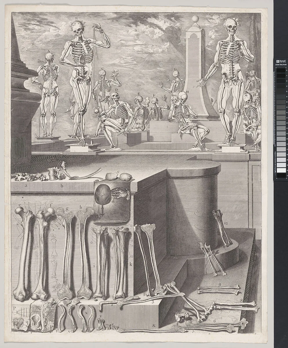 Plate for the ‘Atlas Anatomico’ (unpublished) — Crisóstomo Alejandrino José Martínez y Sorli