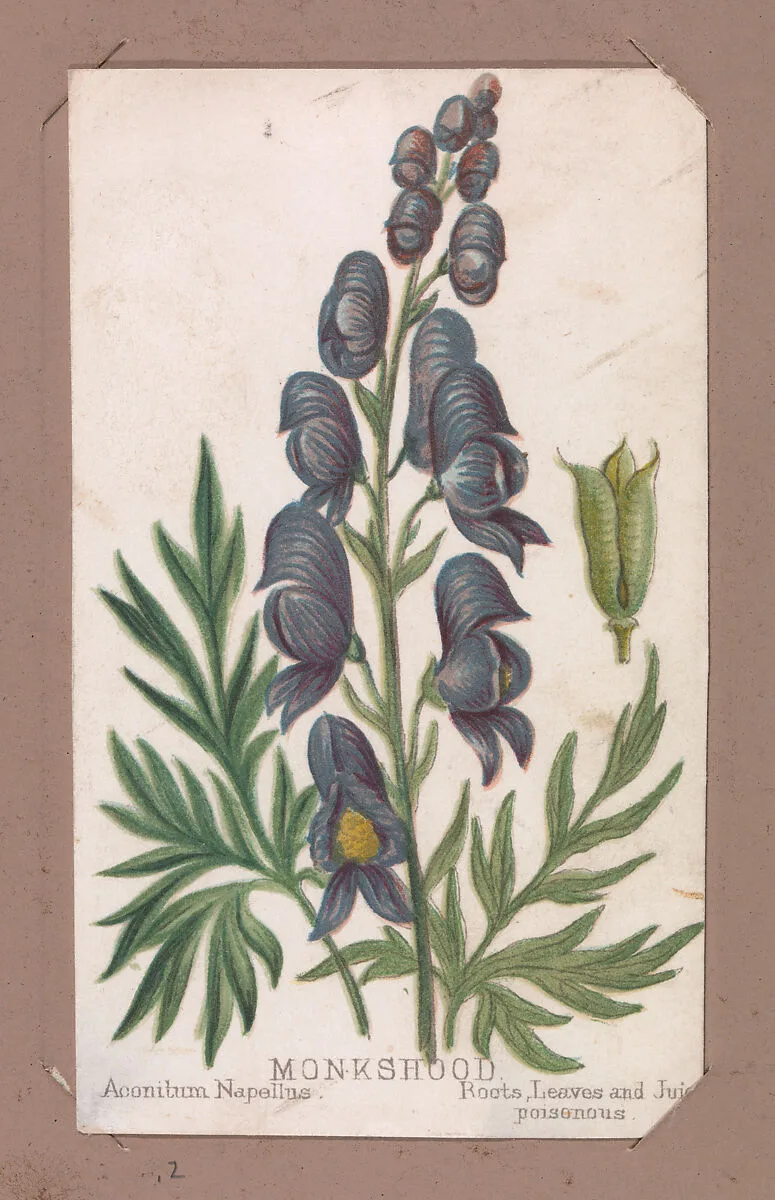 Monkshood from the Plants series — Louis Prang & Co.