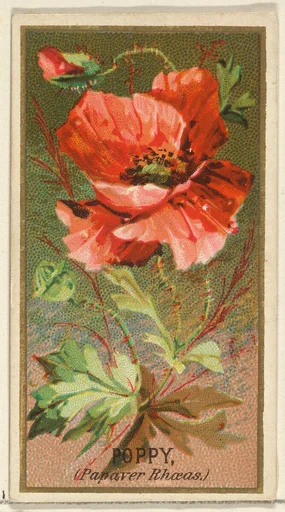 Poppy (Papaver Rhoeas), from the Flowers series for Old Judge Cigarettes