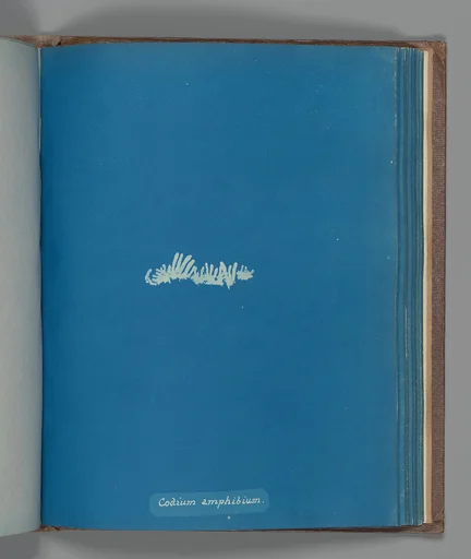 Codium amphibium