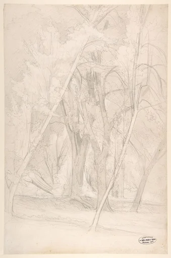Forest Interior